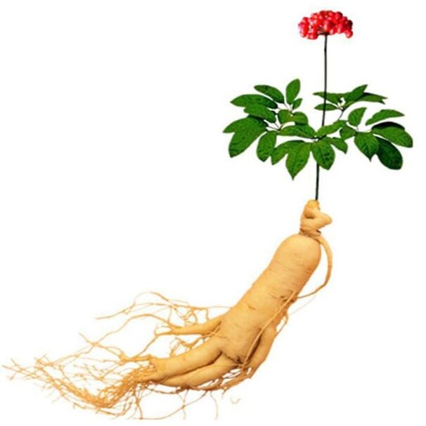Root ginseng in Xtrazex (1)