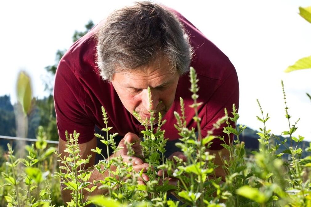 Different plants help to restore male strength