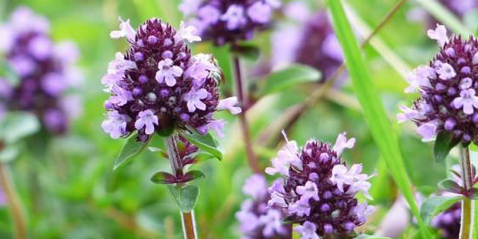 Thyme strengthens a person's sexual power