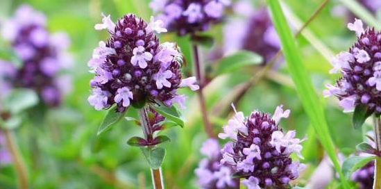 Thyme strengthens a person's sexual power