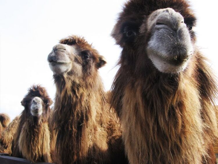 the camel and its stomach for strength